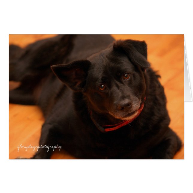 Indisch, Glorydaysphotographie (Vorderseite (Horizontal))