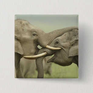 Indische asiatische Elefanten kämpfen Button