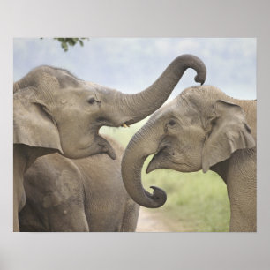 Indische/asiatische Elefanten kämpfen,Corbett 3 Poster
