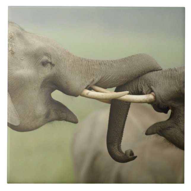 Indische asiatische Elefanten kämpfen Fliese (Vorderseite)