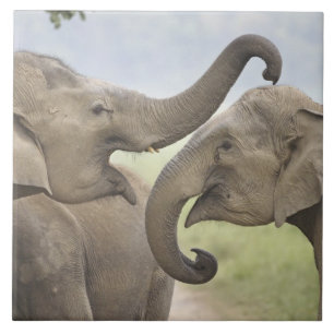 Indische asiatische Elefanten kämpfen Fliese