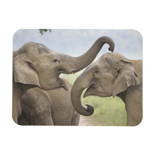 Indische asiatische Elefanten kämpfen Magnet