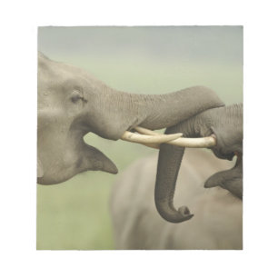 Indische Asiatische Elefanten spielen kämpfend Notizblock