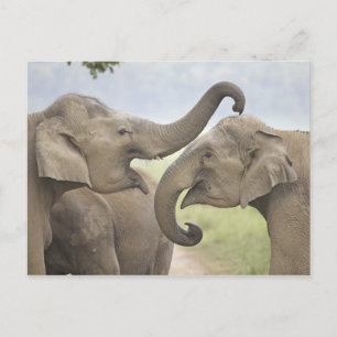 Indische Asiatische Elefanten spielen kämpfend Postkarte
