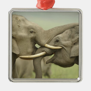 Indische Asiatische Elefanten spielen kämpfend Silbernes Ornament