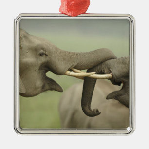 Indische Asiatische Elefanten spielen kämpfend Silbernes Ornament