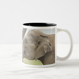 Indische Asiatische Elefanten spielen kämpfend Zweifarbige Tasse