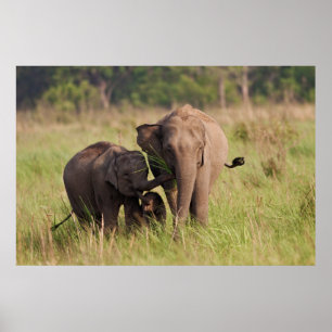 Indische Asiatische Elefantenfamilie in der Savann Poster