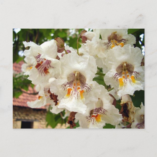 Indische Bean Tree Blume Postkarte (Vorderseite)