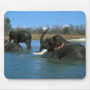 Indische Elefanten, die sich, badend hinlegen Mousepad