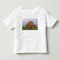 Indische Elefanten im Grassland