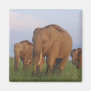 Indische Elefanten im Grassland Magnet