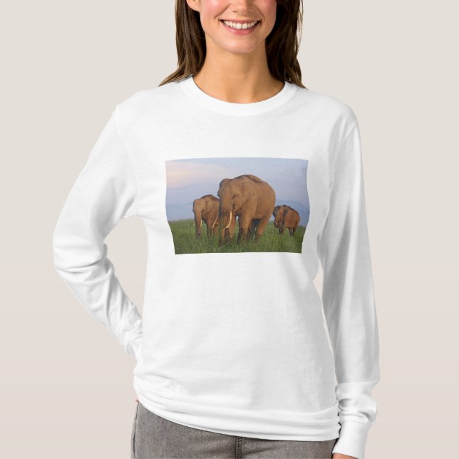 Indische Elefanten im Grassland T-Shirt (Vorderseite)