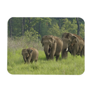 indische Elefantenfamilie Magnet