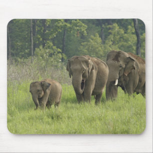 Indische Elefantenfamilie Mousepad
