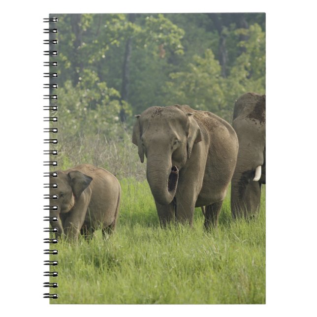 Indische Elefantenfamilie Notizblock (Vorderseite)