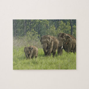Indische Elefantenfamilie Puzzle