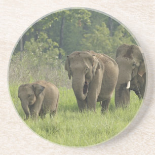 Indische Elefantenfamilie Sandstein Untersetzer