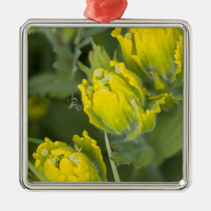 Indische Goldene Pinselbürste Castilleja Silbernes Ornament