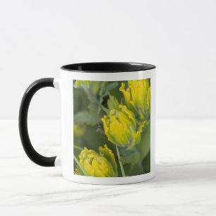 Indische Goldpinsel Castilleja Tasse