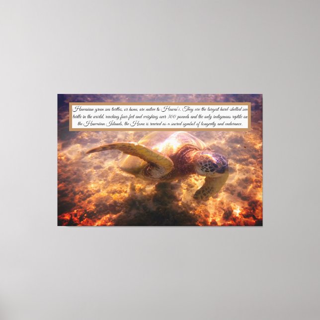 Indische Hawaiianische Schildkröte Leinwanddruck (Vorderseite)