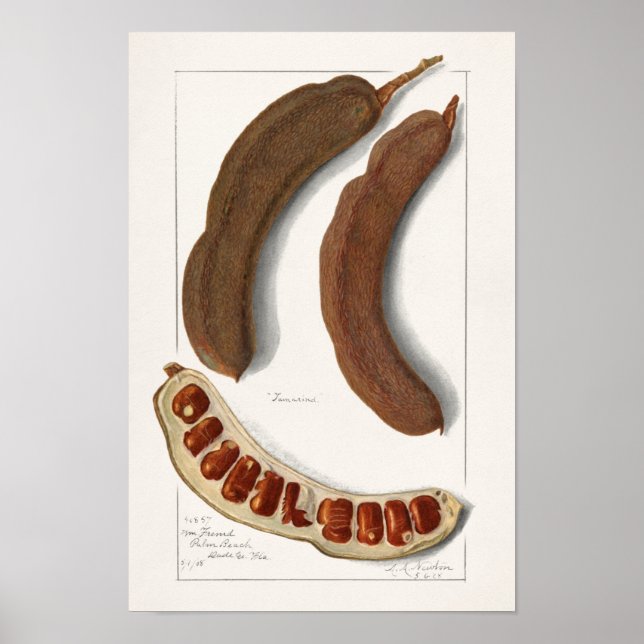 Indische Malerei Tamarind (Tamarindus Indica) Poster (Vorne)