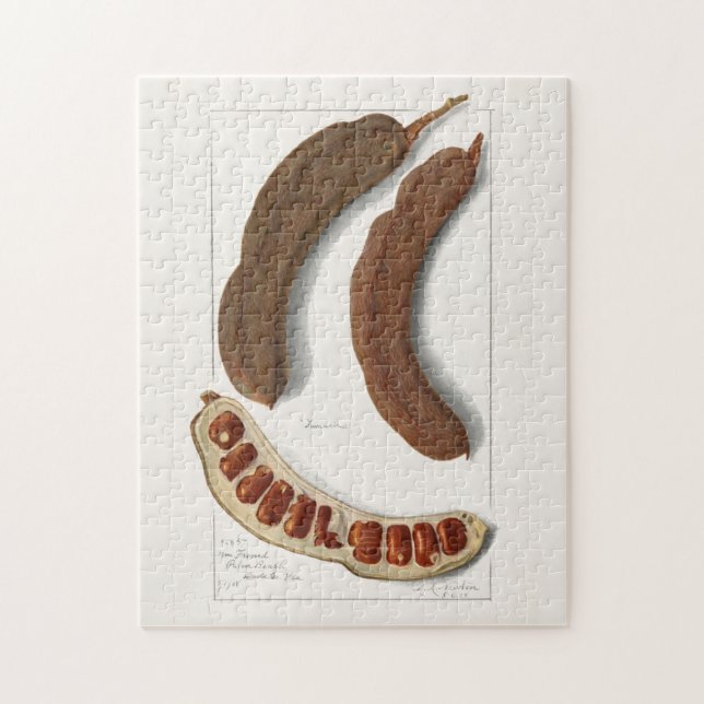 Indische Malerei Tamarind (Tamarindus Indica) Puzzle (Vertikal)