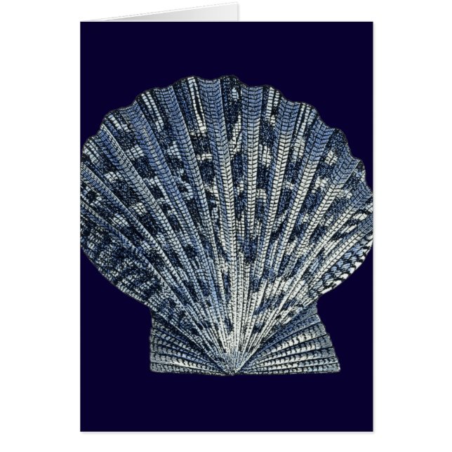 Indische Muscheln VIII (Vorne)