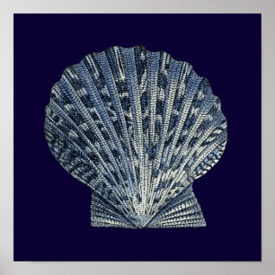 Indische Muscheln VIII Poster