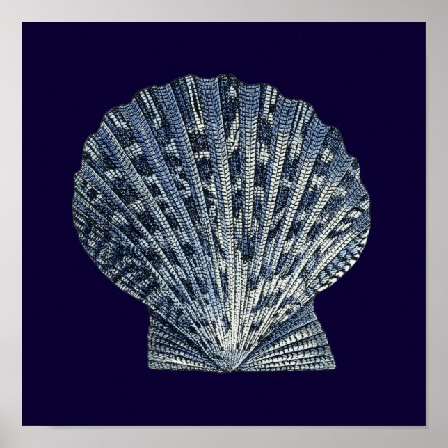 Indische Muscheln VIII Poster (Vorne)
