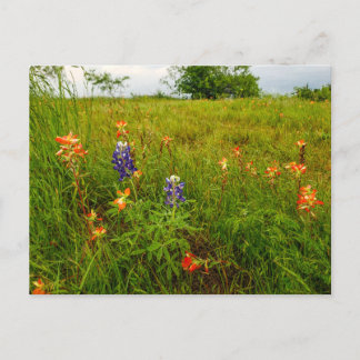 Indische Pinsel und Bluebonnets, Ennis, TX Postkarte