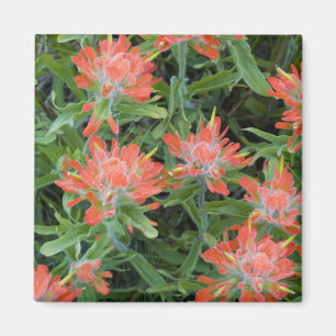 Indische Pinselblumen-Wildblumen im Many Magnet