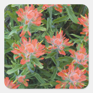 Indische Pinselblumen-Wildblumen im Many Quadratischer Aufkleber