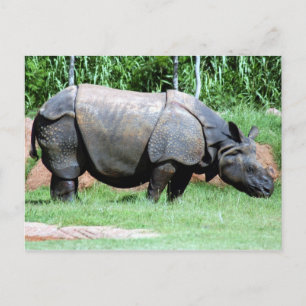 Indische Rhino4x6 Postkarte