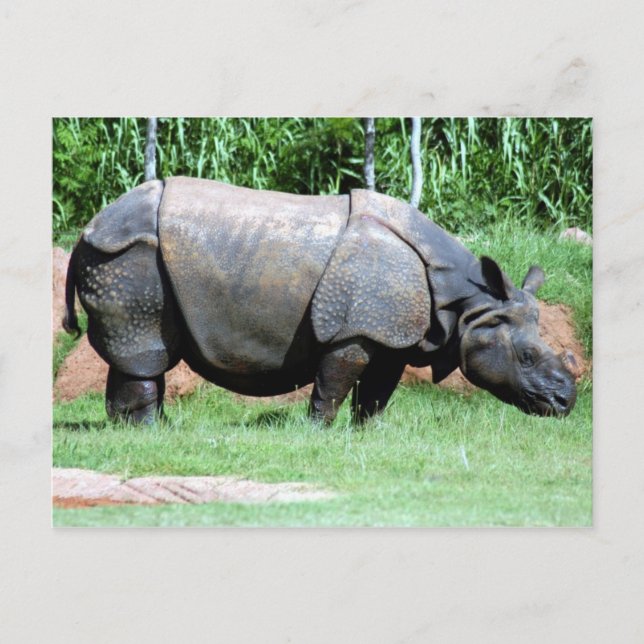 Indische Rhino4x6 Postkarte (Vorderseite)