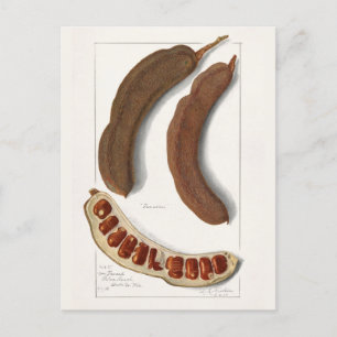 Indische Tamarinde (Tamarindus Indica) Malerei Postkarte