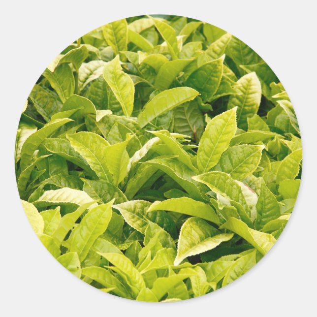 indische Teesorte Runder Aufkleber (Vorderseite)