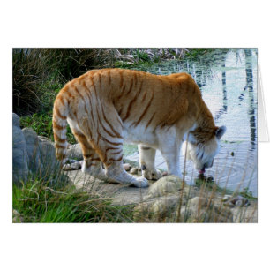 Indische Tigertierkarte