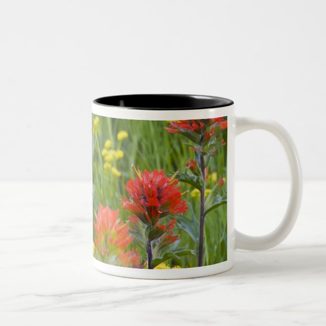 Indische Wildblumen aus Malerpinsel und Kekswurzel Zweifarbige Tasse (Rechts)