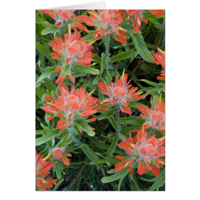 Indische Wildblumen in den vielen (Vorne)