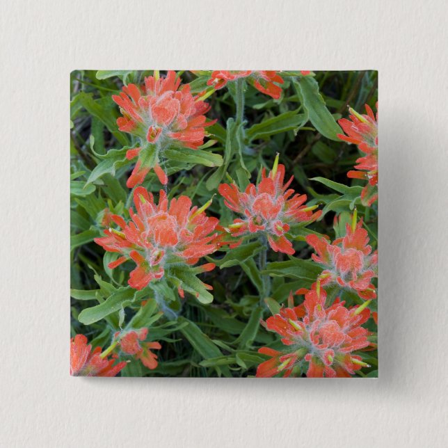 Indische Wildblumen in den vielen Button (Vorderseite)