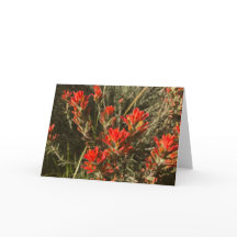 Indische Wildblumen mit farbigen Pinselstrichen (r