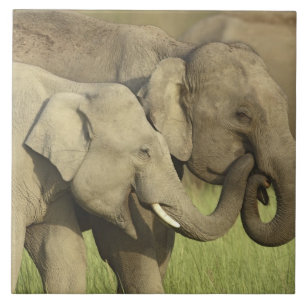 Indischer Asiatischer Elefant Fliese
