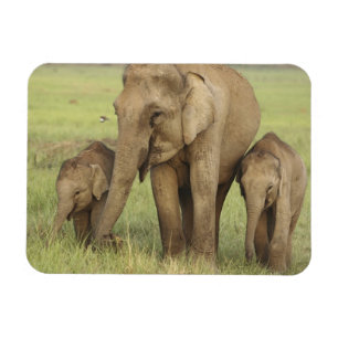 Indischer Asiatischer Elefant & Jungtiere Magnet