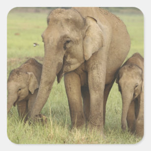 Indischer Asiatischer Elefant & Jungtiere Quadratischer Aufkleber