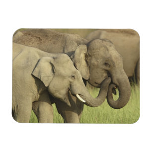 Indischer Asiatischer Elefant Magnet
