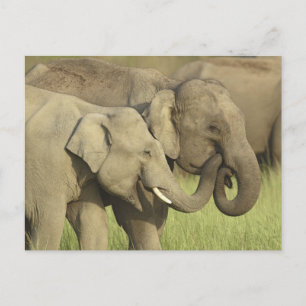 Indischer Asiatischer Elefant Postkarte