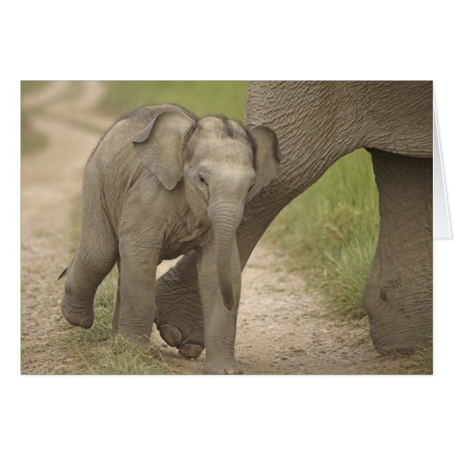 Indischer/asiatischer Elefant und junger Mann,Corb (Vorderseite (Horizontal))