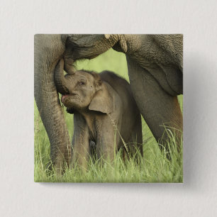 Indischer/asiatischer Elefant und junger Mann,Corb Button