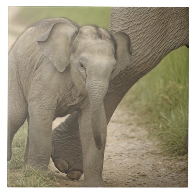 Indischer/asiatischer Elefant und junger Mann,Corb Fliese (Vorderseite)